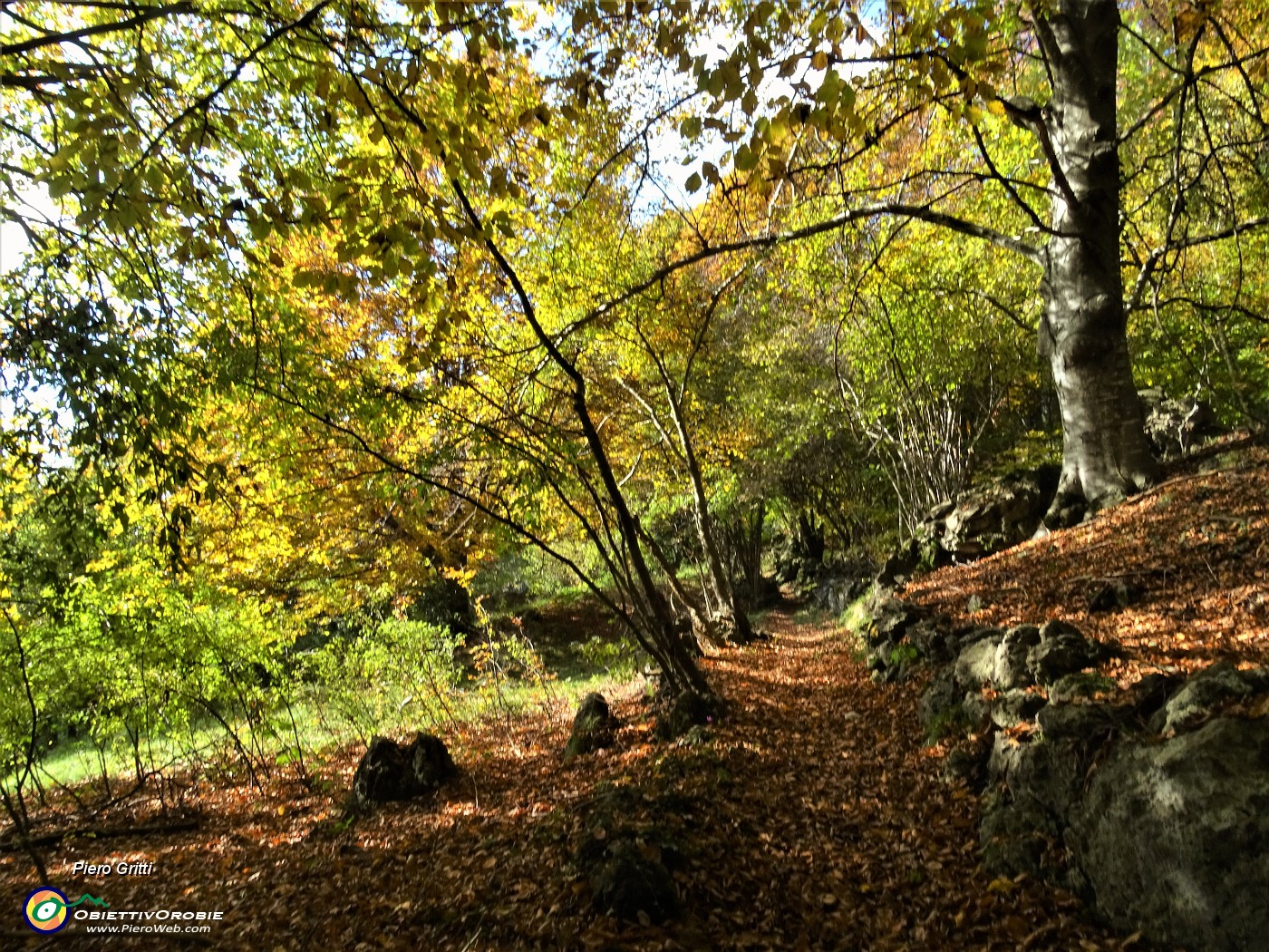 61 Il bosco, baciato dal sole pomeridiano, splende dei colori d'autunno.JPG